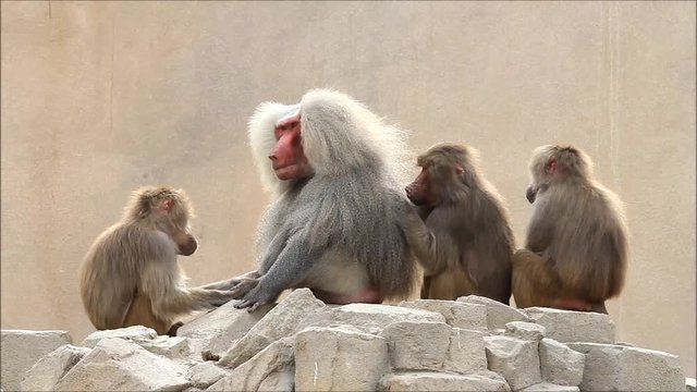 Baboons taking care of each other, Papio hamadryas

