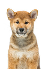 Beautiful shiba inu puppy isolated on white