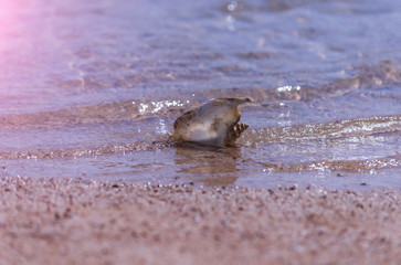 Beautiful marine shell in sea water rippling on sand beach