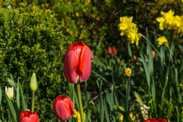 Colored tulips with green leaves at sunshine