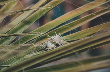 Beautiful sea snails crawling on long green leaves