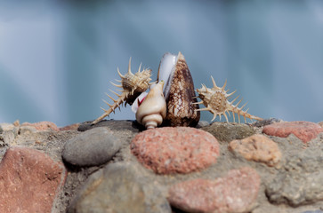 Beautiful thorn, cone and spiral conchs on stones