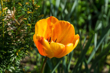Colored tulips with green leaves at sunshine