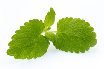 Fresh mint leaves isolated on white background. © gitusik