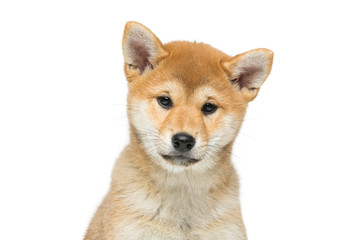 Beautiful shiba inu puppy isolated on white