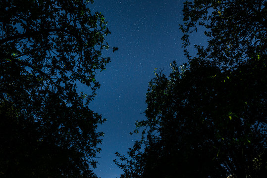 Blue dark night sky with many stars above field of trees.