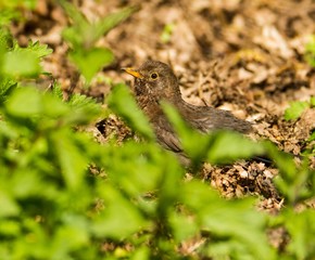 Amsel steht auf dem Boden