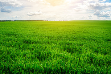 Green grass field and bright blue sky background