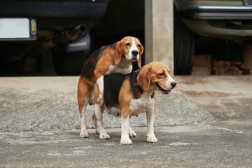purebred beagle dog are now receptive in mating,
friendship between two beagle dogs, dog breeding
