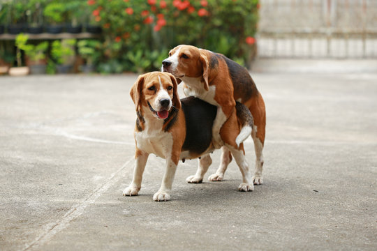 Purebred Beagle Dog Are Now Receptive In Mating,
Friendship Between Two Beagle Dogs, Dog Breeding