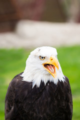 Naklejka premium Portrait of a bald eagle on grass.