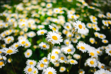 Fototapeta premium Selective focus daisy flowers - wild chamomile. Green grass and chamomiles in the nature
