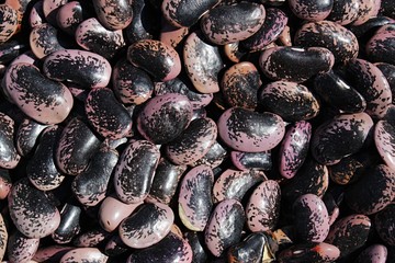 Texture of scarlett runner beans Phaseolus Vulgaris