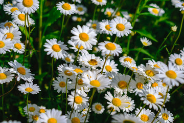 Fototapeta premium Selective focus daisy flowers - wild chamomile. Green grass and chamomiles in the nature