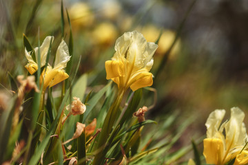 Fototapeta premium Italian Wildlife Lily