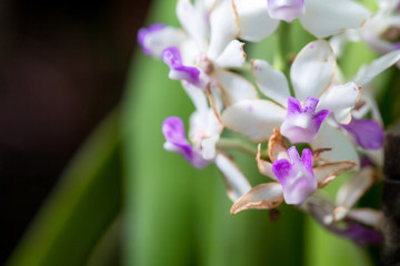 Fototapeta na wymiar White dendrobium orchid flower