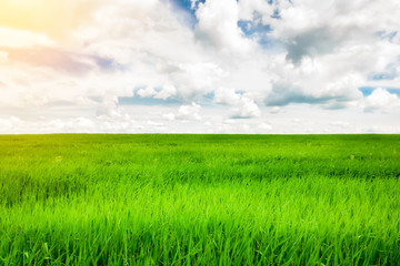 Green grass field and bright blue sky background