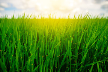 Close up of fresh thick grass with water drops in the early morning