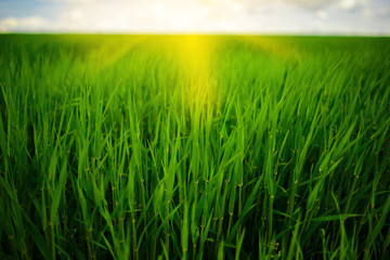 Obraz premium Close up of fresh thick grass with water drops in the early morning