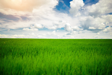 Fototapeta na wymiar Green grass field and bright blue sky background