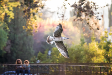 Möwe im Flug bei Sonnenuntergang im Park.

Seagull in flight at sunset in the park.