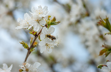 Bee pollinating a white flower.Bee on flower.blossom tree with a bee pollination