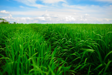 Close up of fresh thick grass with water drops in the early morning