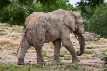 Fototapeta na wymiar African bush elephant (Loxodonta africana)
