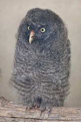 Great grey owl (Strix nebulosa)