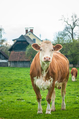 Obraz premium Red cow look in to camera on farm haus background
