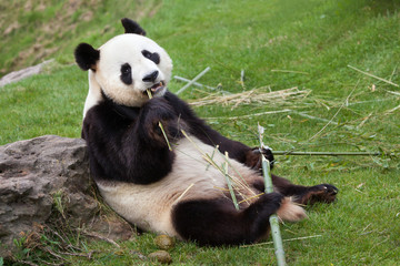 Giant panda (Ailuropoda melanoleuca).