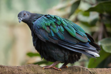 Nicobar pigeon (Caloenas nicobarica).