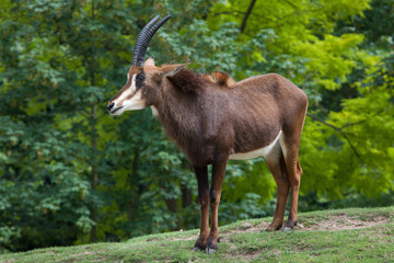 Sable antelope (Hippotragus niger)