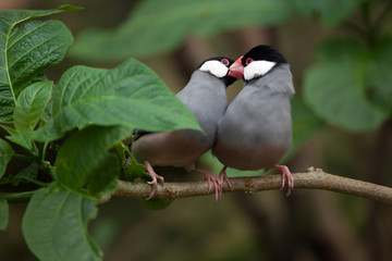 Java sparrow (Lonchura oryzivora).