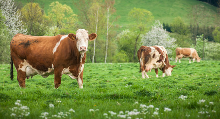 Fototapeta na wymiar Cow on green meadow Nature