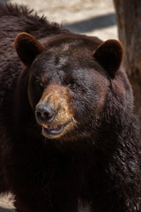 Obraz na płótnie Canvas American black bear (Ursus americanus)
