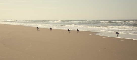Group of birds is walking along the shoreline