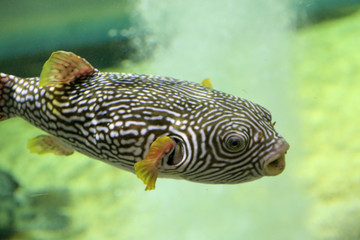 Reticulated pufferfish (Arothron reticularis) in Japan © feathercollector