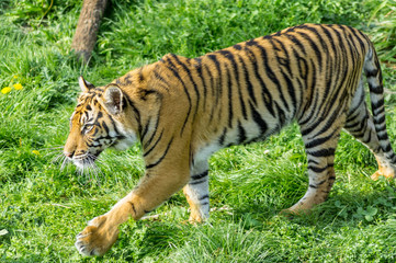Naklejka na ściany i meble Sumatran tiger cub at London Zoo.