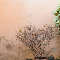 decorative Punica tree with ripe pomegranates