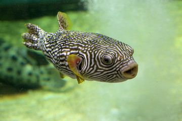 Reticulated pufferfish (Arothron reticularis) in Japan © feathercollector