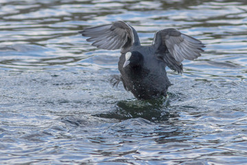 Galen sothöna i vårtid 2