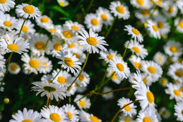 Fototapeta premium Selective focus daisy flowers - wild chamomile. Green grass and chamomiles in the nature