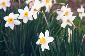 Obraz premium Flowers