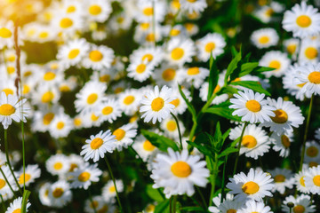 Selective focus daisy flowers - wild chamomile. Green grass and chamomiles in the nature