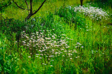 Obraz na płótnie Canvas Selective focus daisy flowers - wild chamomile. Green grass and chamomiles in the nature