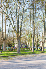 trees in urban public garden Parco del Te
