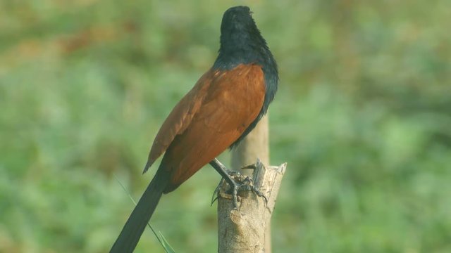 Crow pheasant bird is resting on the woody pole