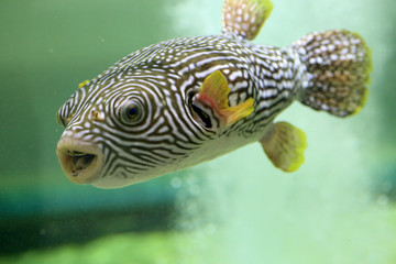 Reticulated pufferfish (Arothron reticularis) in Japan © feathercollector