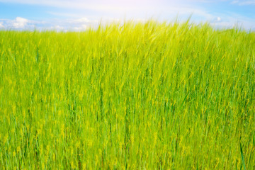 Fototapeta na wymiar landscape of barley field in early summer